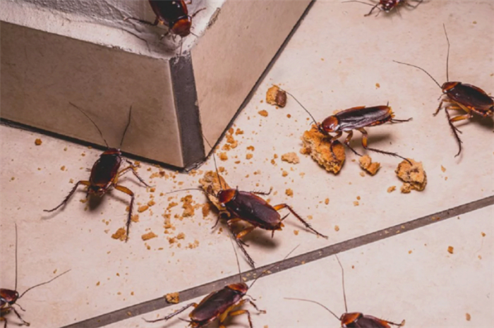 Куда обратиться, если соседи не производят дезинсекцию от тараканов?
