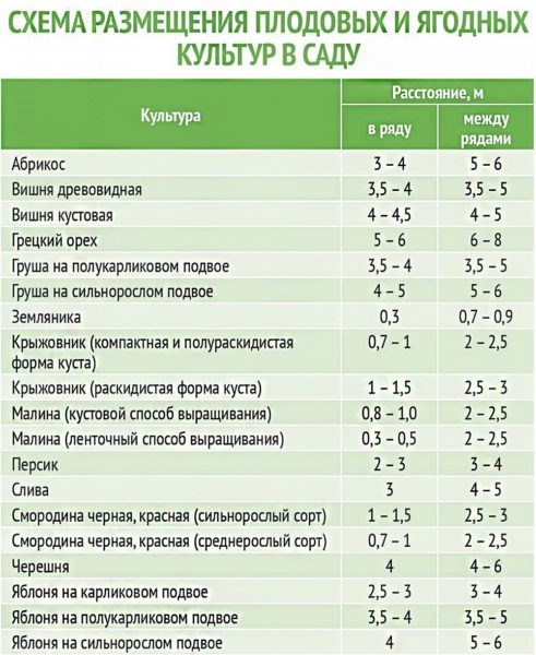 Какие деревья посадить за забором?