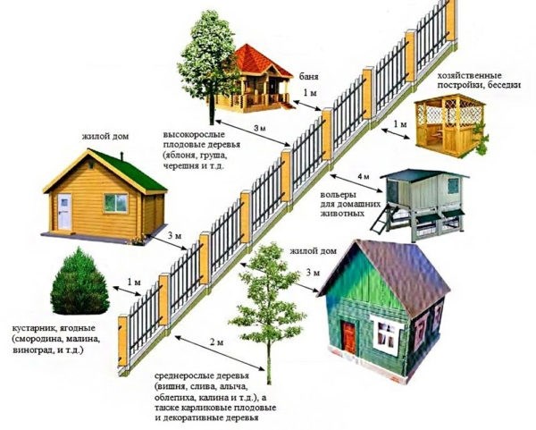 Расстояние от деревьев до забора и строений