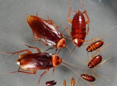 Почему от тараканов трудно избавиться?