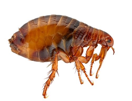 Тараканы в подвалах: как бороться с этой проблемой